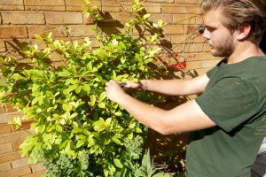 Garden Maintenance Orpington (8)